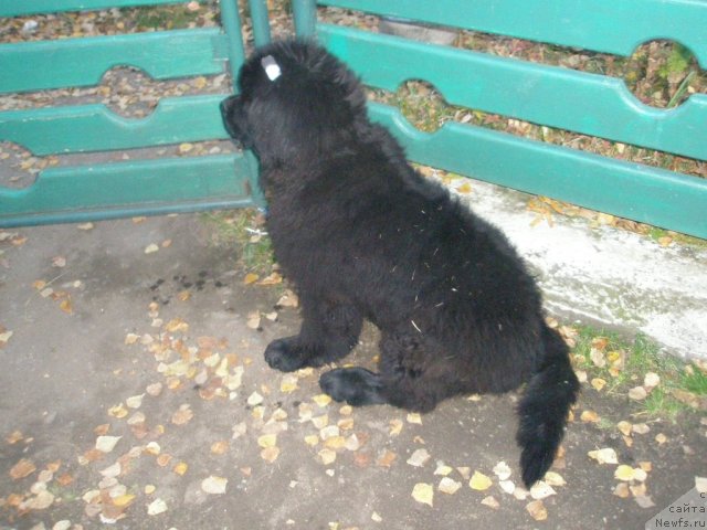 Фото: ньюфаундленд Mister Forte Impressione (Мистер Форте Импрессионе)