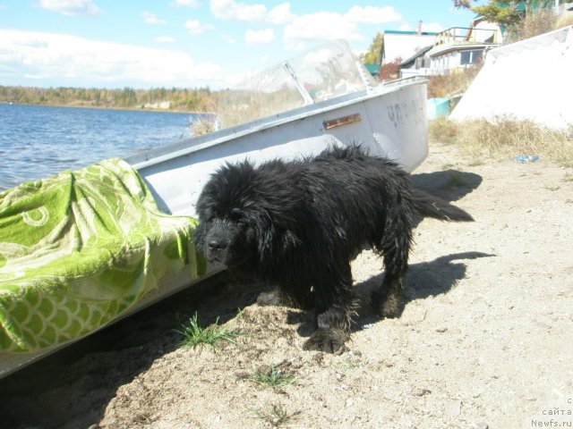 Фото: ньюфаундленд Mister Forte Impressione (Мистер Форте Импрессионе)