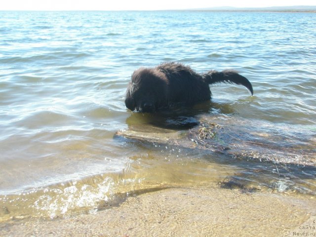 Фото: ньюфаундленд Mister Forte Impressione (Мистер Форте Импрессионе)