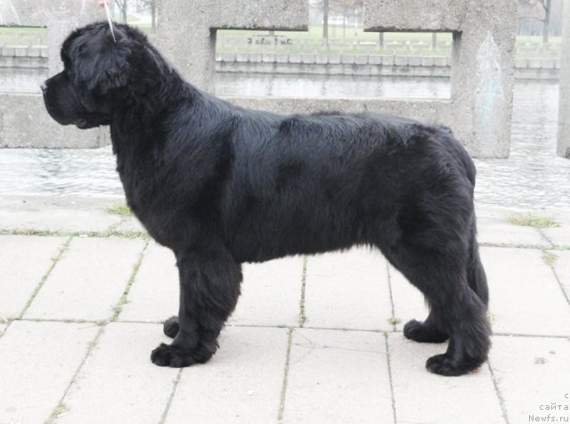 Фото: ньюфаундленд Beguschaya po Volnam Zephirine Drouhin (Бегущая по Волнам Зефирин Друэн)