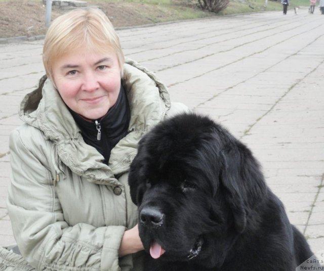 Фото: Марина Голубкова, ньюфаундленд Beguschaya po Volnam Zephirine Drouhin (Бегущая по Волнам Зефирин Друэн)