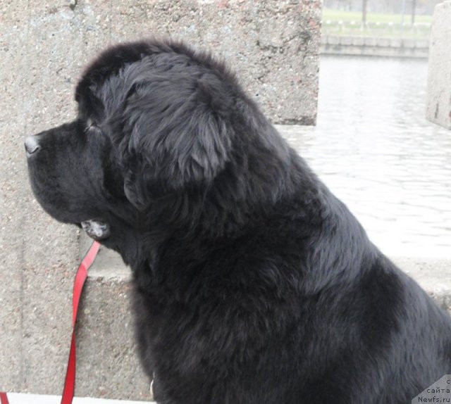 Фото: ньюфаундленд Beguschaya po Volnam Zephirine Drouhin (Бегущая по Волнам Зефирин Друэн)