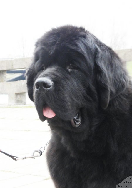 Фото: ньюфаундленд Beguschaya po Volnam Zephirine Drouhin (Бегущая по Волнам Зефирин Друэн)