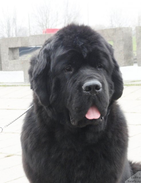 Фото: ньюфаундленд Beguschaya po Volnam Zephirine Drouhin (Бегущая по Волнам Зефирин Друэн)