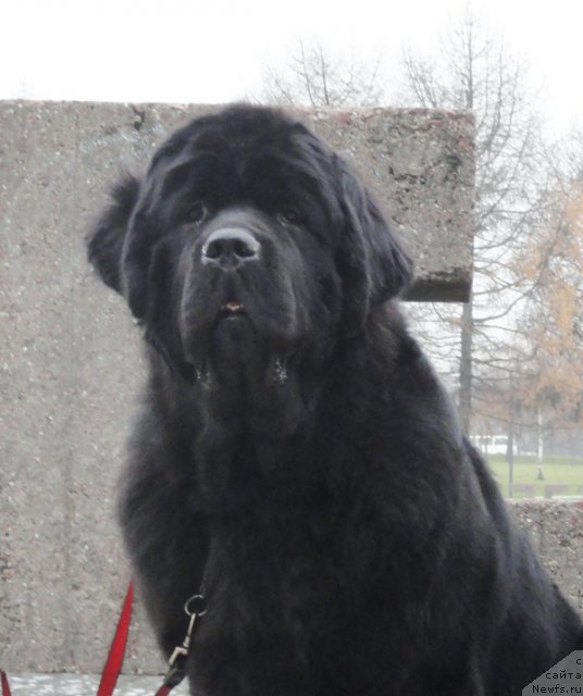 Фото: ньюфаундленд Beguschaya po Volnam Zephirine Drouhin (Бегущая по Волнам Зефирин Друэн)