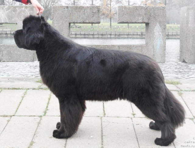 Фото: ньюфаундленд Beguschaya po Volnam Dancing Queen (Бегущая по Волнам Дансинг Квин)