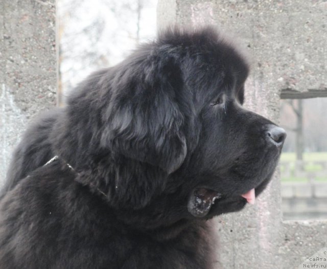 Фото: ньюфаундленд Beguschaya po Volnam Dancing Queen (Бегущая по Волнам Дансинг Квин)