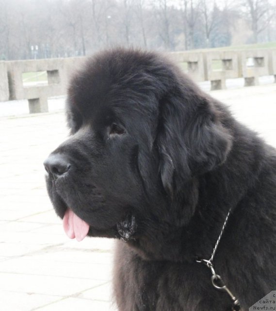 Фото: ньюфаундленд Beguschaya po Volnam Dancing Queen (Бегущая по Волнам Дансинг Квин)