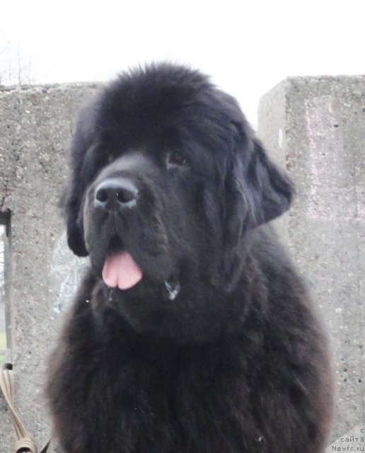 Фото: ньюфаундленд Beguschaya po Volnam Dancing Queen (Бегущая по Волнам Дансинг Квин)