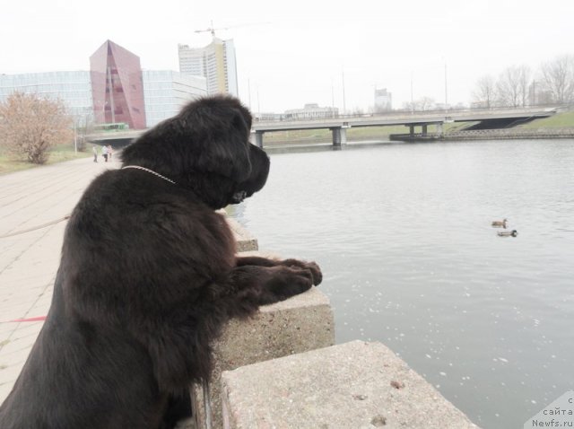 Фото: ньюфаундленд Beguschaya po Volnam Dancing Queen (Бегущая по Волнам Дансинг Квин)