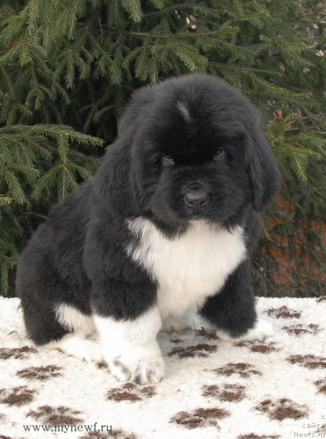 Фото: ньюфаундленд Sent Djons Griffin Glorius (Сент Джонс Гриффин Глориус)