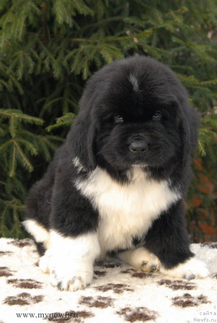 Фото: ньюфаундленд Sent Djons Griffin Glorius (Сент Джонс Гриффин Глориус)