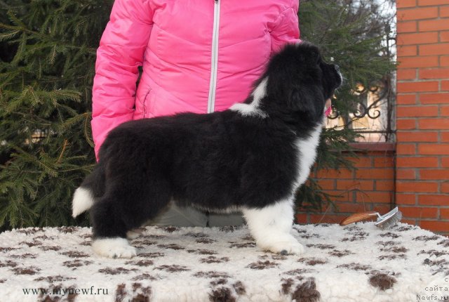 Фото: ньюфаундленд Sent Djons Glamour Lady (Сент Джонс Гламур Леди)