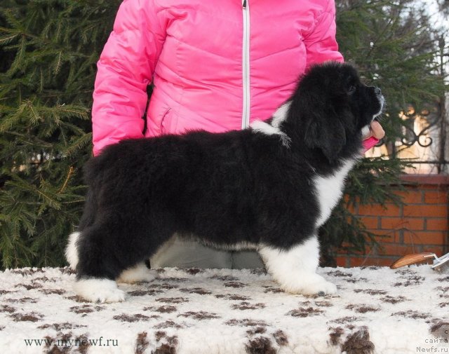 Фото: ньюфаундленд Sent Djons Glamour Lady (Сент Джонс Гламур Леди)