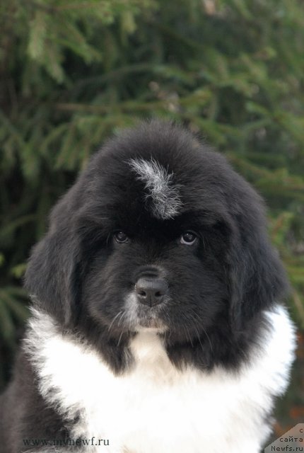 Фото: ньюфаундленд Sent Djons Glamour Lady (Сент Джонс Гламур Леди)