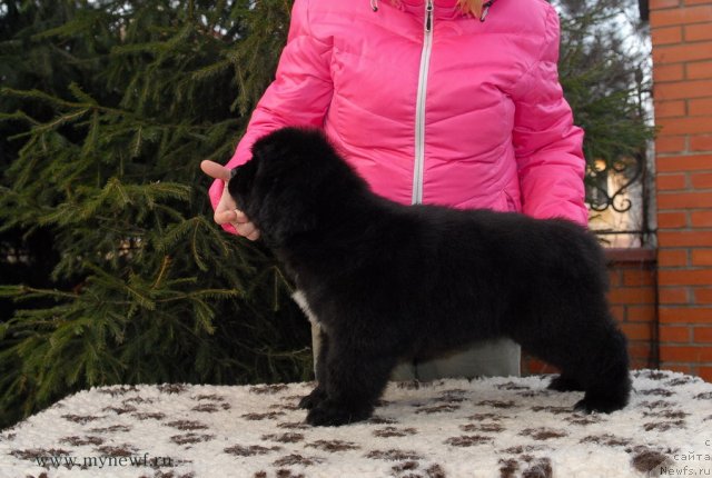 Фото: ньюфаундленд Sent Djons Gvendolin Glorius Garden (Сент Джонс Гвендолин Глориус Гарден)