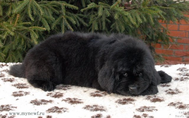 Фото: ньюфаундленд Sent Djons Gvendolin Glorius Garden (Сент Джонс Гвендолин Глориус Гарден)