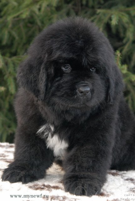 Фото: ньюфаундленд Sent Djons Gvendolin Glorius Garden (Сент Джонс Гвендолин Глориус Гарден)