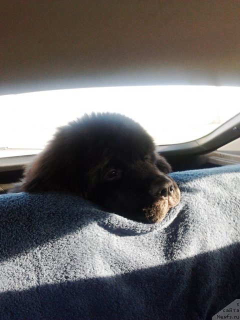 Фото: ньюфаундленд Amparo de Dios Dinastiya Soverchenstva (Ампаро де Диос Династия Совершенства)