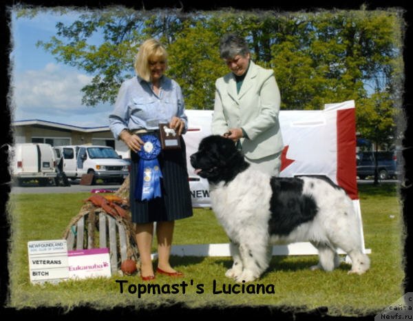 Фото: ньюфаундленд Topmast's Luciana