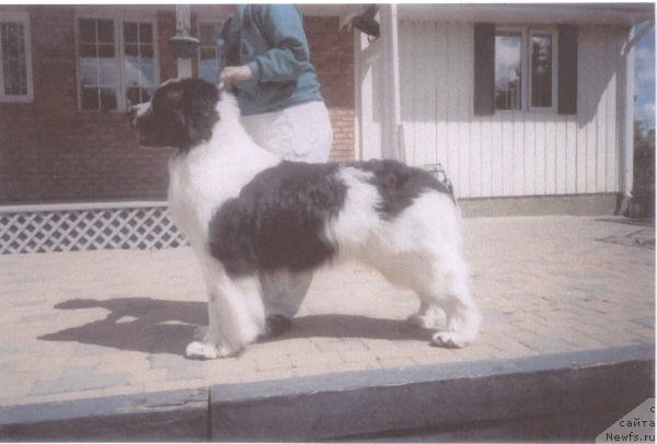 Фото: ньюфаундленд Topmast's Bookbinder