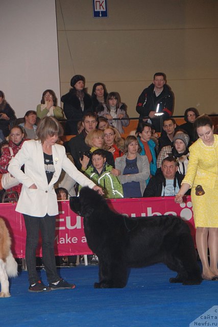 Фото: ньюфаундленд Zholli Wonderfull iz Medvejyego Yara (Жолли Вандерфулл из Медвежьего Яра)