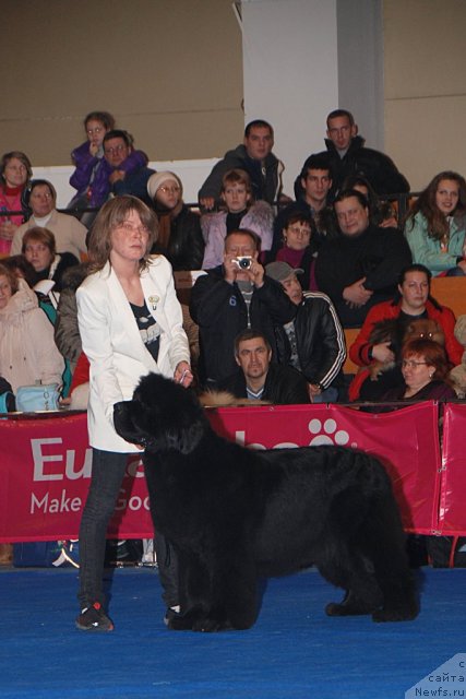 Фото: ньюфаундленд Zholli Wonderfull iz Medvejyego Yara (Жолли Вандерфулл из Медвежьего Яра)