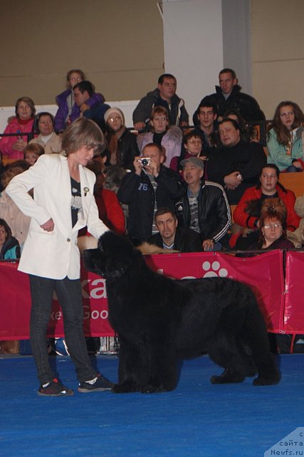 Фото: ньюфаундленд Zholli Wonderfull iz Medvejyego Yara (Жолли Вандерфулл из Медвежьего Яра)