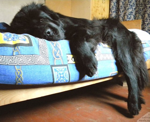 Фото: ньюфаундленд Aquatoriya Kelvin Kadril (Акватория Келвин Кадриль)