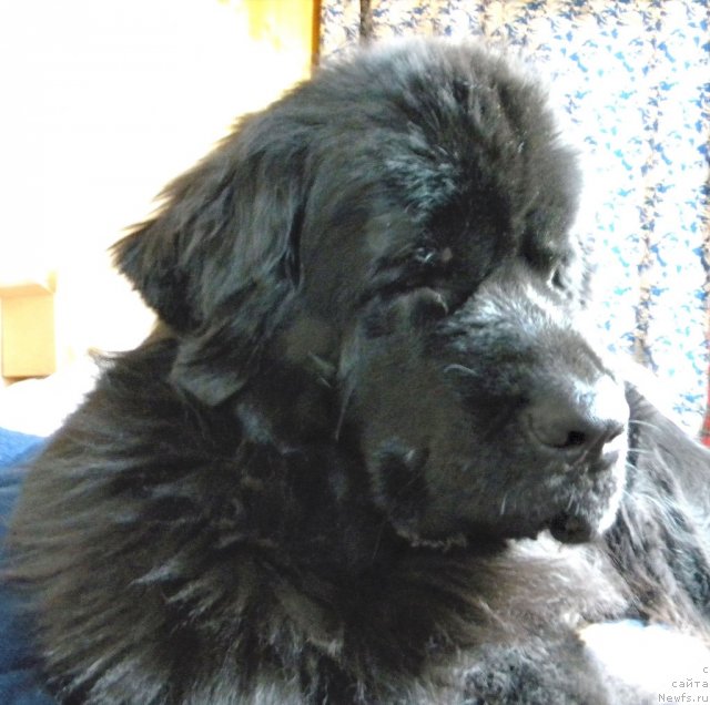 Фото: ньюфаундленд Aquatoriya Kelvin Kadril (Акватория Келвин Кадриль)