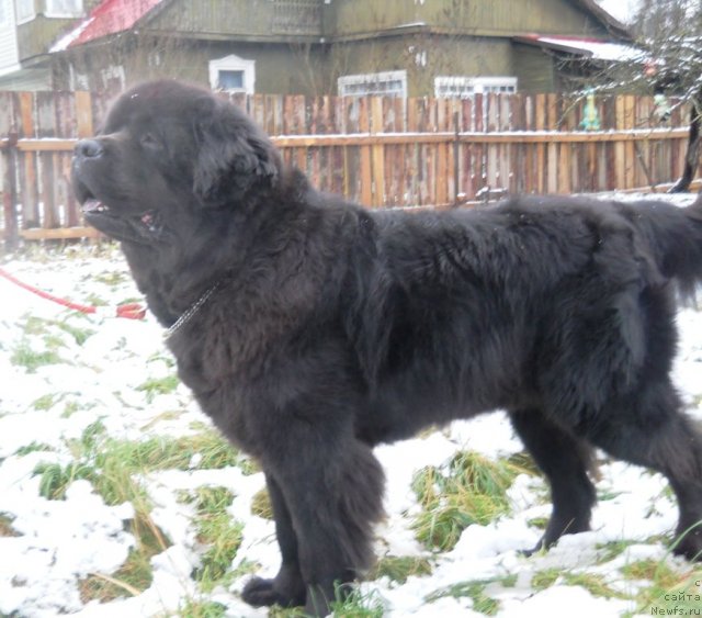 Фото: ньюфаундленд Fann'yuf Oligarh Litavr (Фанньюф Олигарх Литавр)