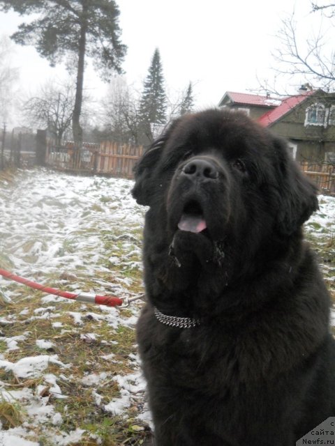 Фото: ньюфаундленд Fann'yuf Oligarh Litavr (Фанньюф Олигарх Литавр)