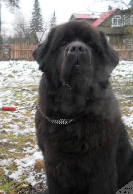 Фото: ньюфаундленд Fann'yuf Oligarh Litavr (Фанньюф Олигарх Литавр)