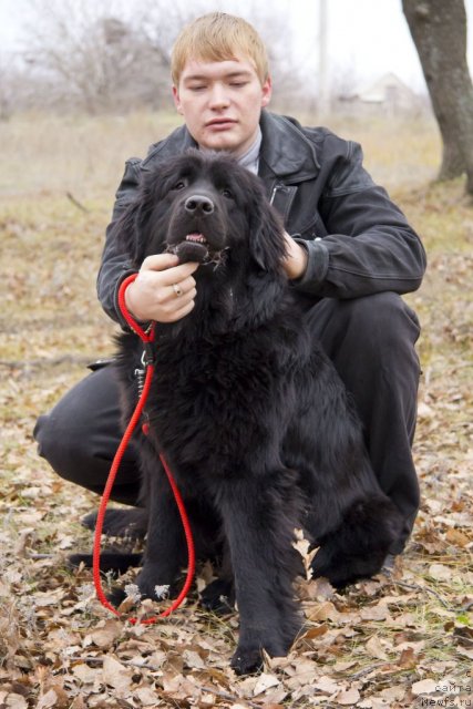 Фото: ньюфаундленд Elizaveta Vialiki Miadzvedz (Елизавета Вялiкi Мядзведзь), Aleksandr CHernyavskiy (Александр Чернявский)