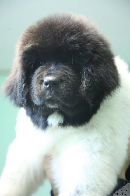 Фото: ньюфаундленд Stepnaya Palmira Eksklusive For Latvia (Степная Пальмира Ексклюзиве фор Латвия)