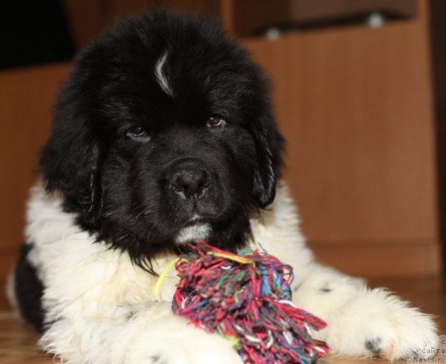 Фото: ньюфаундленд Stepnaya Pal'mira Edinstvennyiy Moy (Степная Пальмира Единственный Мой)