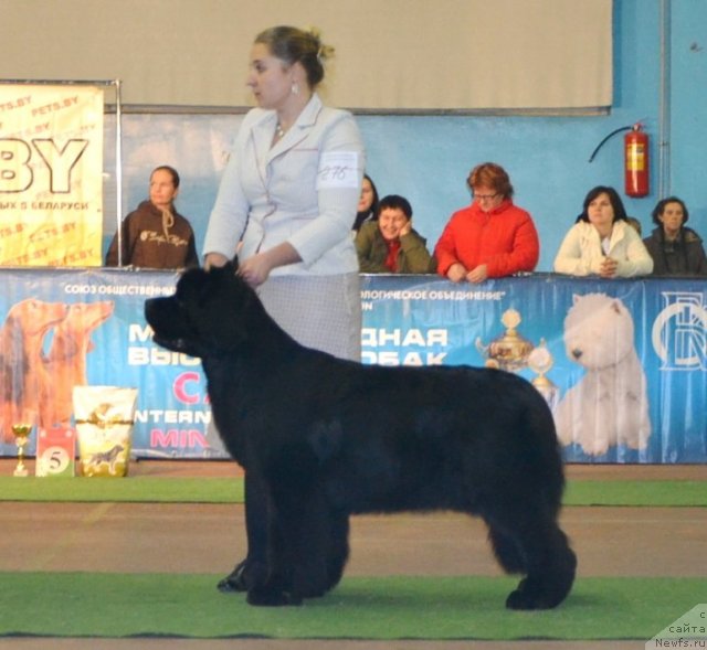 Фото: ньюфаундленд Inside My Heart Midnight Bear, Anastasiya Zalivako (Анастасия Заливако)