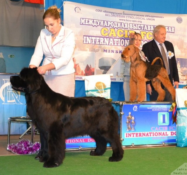 Фото: ньюфаундленд Inside My Heart Midnight Bear, Anastasiya Zalivako (Анастасия Заливако)