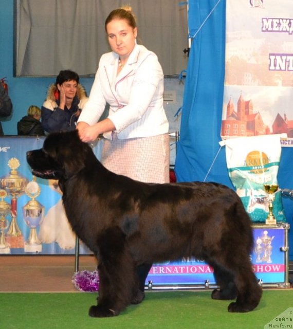 Фото: ньюфаундленд Inside My Heart Midnight Bear, Anastasiya Zalivako (Анастасия Заливако)