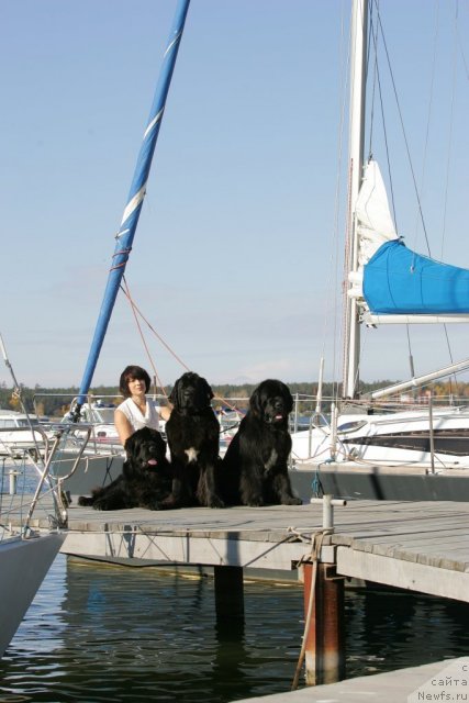 Фото: ньюфаундленд Bears Cove Lucky Break, ньюфаундленд Transatlantika Nuo Ozo Kalvu, ньюфаундленд Flagman ot Sibirskogo Medvedja (Флагман от Сибирского Медведя)