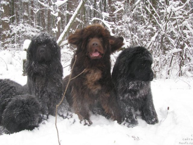 Фото: ньюфаундленд Beguschaya po Volnam Sen'orita Sensaciya (Бегущая по Волнам Сеньорита Сенсация), ньюфаундленд Amulet Lyubvi i Schastya (Амулет Любви и Счастья), ньюфаундленд Premium Brayt (Премиум Брайт), ньюфаундленд Starbimovlav De Ja Vyu (Старбимовлав Де Жа Вю)