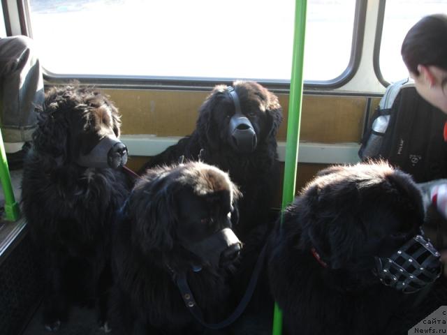 Фото: ньюфаундленд CHansi iz Zolotogo Treugol'nika (Чанси из Золотого Треугольника), ньюфаундленд Amulet Lyubvi i Schastya (Амулет Любви и Счастья), ньюфаундленд Sangriya (Сангрия), ньюфаундленд Nort Fyeys Lavanda (Норт Фэйс Лаванда)