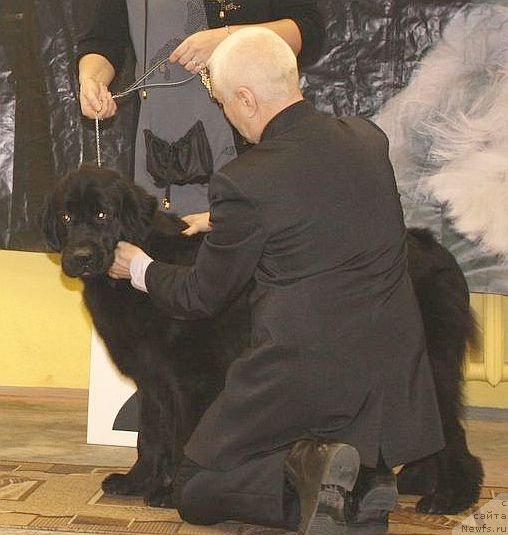 Фото: ньюфаундленд Dul'sineya Gagarinskaya (Дульсинея Гагаринская), Эксперт Пермяков, наталья Соколевская
