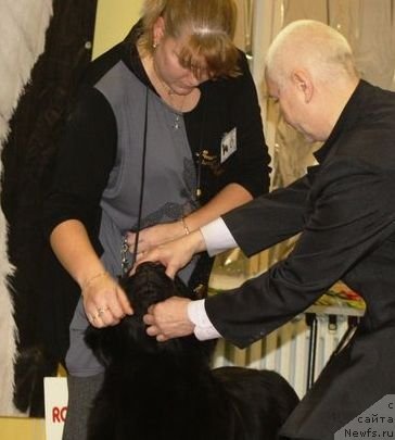 Фото: ньюфаундленд Dul'sineya Gagarinskaya (Дульсинея Гагаринская), Эксперт Пермяков, Наталья Соколевская