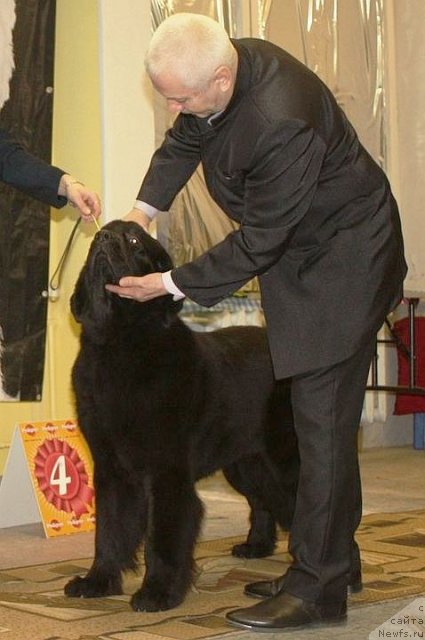 Фото: ньюфаундленд Dar Svezy Believe Me (Дар Свезы Белив Ми), эксперт Пермяков, Lyudmila Horikova (Людмила Хорикова)