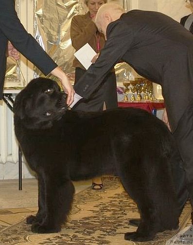 Фото: ньюфаундленд Dar Svezy Believe Me (Дар Свезы Белив Ми), эксперт Пермяков, Lyudmila Horikova (Людмила Хорикова)