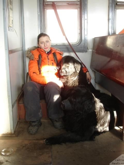 Фото: ньюфаундленд Sangriya (Сангрия), ньюфаундленд Nort Fyeys Lavanda (Норт Фэйс Лаванда), Anna Lutchenkova (Анна Лутченкова)