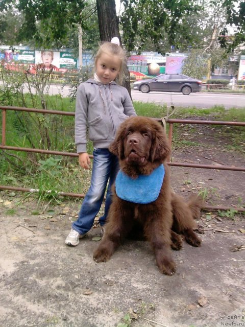 Фото: ньюфаундленд Horunzhy s Berega Dona (Хорунжий с Берега Дона)