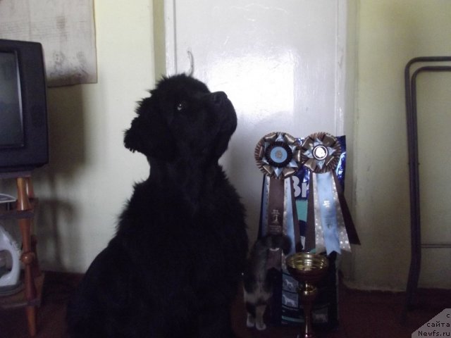 Фото: ньюфаундленд Yudzhiniya iz Medvejyego Yara (Юджиния из Медвежьего Яра)