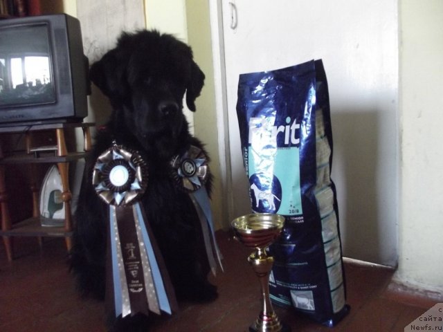 Фото: ньюфаундленд Yudzhiniya iz Medvejyego Yara (Юджиния из Медвежьего Яра)